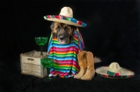 Picture of Leonberger dressed up as a Mexican