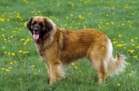 Picture of leonberger german watchdog