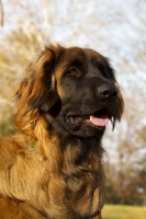 Picture of Leonberger head study