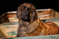 Picture of Leonberger in boat