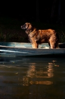 Picture of Leonberger in boat