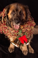Picture of Leonberger in Christmas decoration