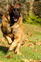 Picture of Leonberger in motion