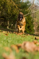 Picture of Leonberger in motion