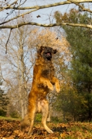 Picture of Leonberger jumping up