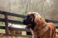 Picture of Leonberger near fence