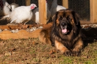 Picture of Leonberger near poultry pen