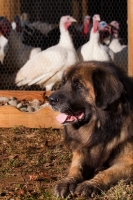 Picture of Leonberger near turkeys