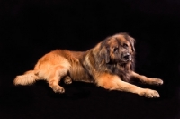 Picture of Leonberger on black background