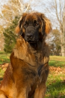 Picture of Leonberger portrait