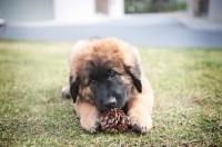 Picture of leonberger puppy chewing on pinecone