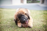 Picture of leonberger puppy chewing on pinecone