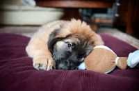 Picture of leonberger puppy chewing on soft toy