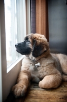 Picture of leonberger puppy looking out window
