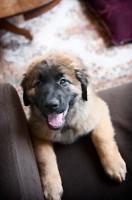 Picture of leonberger puppy looking up with paws on couch