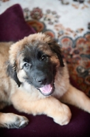 Picture of leonberger puppy looking up