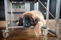 Picture of leonberger puppy lying on kitchen cart