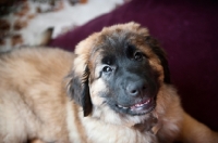 Picture of leonberger puppy smiling
