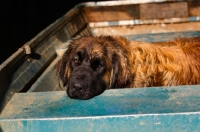 Picture of Leonberger resting in boat