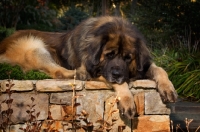 Picture of Leonberger resting in garden