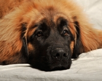 Picture of Leonberger resting