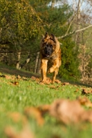Picture of Leonberger running in autumn scenery