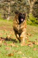 Picture of Leonberger running on grass