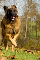 Picture of Leonberger running