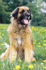 Picture of Leonberger sitting down
