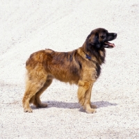 Picture of leonberger standing on sand