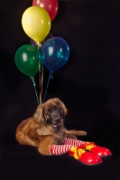 Picture of Leonberger with balloons