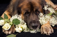 Picture of Leonberger with flower
