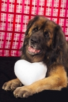 Picture of Leonberger with heart
