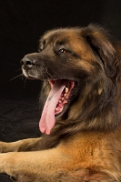 Picture of Leonberger yawning