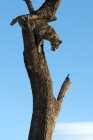 Picture of leopard climbing down a tree