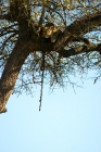 Picture of leopard crouching in a tree