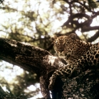 Picture of leopard in a tree in east africa