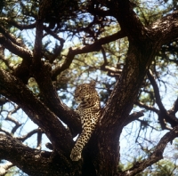 Picture of leopard in a tree in east africa