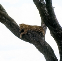 Picture of leopard in a tree in east africa