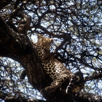 Picture of leopard in a tree in east africa