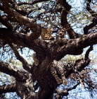 Picture of leopard in a tree in east africa