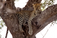 Picture of Leopard in tree