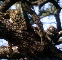 Picture of leopard lying on a branch in east africa