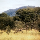 Picture of leopard on a branch in lake manyara np, east africa