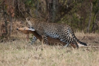 Picture of Leopard picking up new kill to hide in undergrowth. Masai Mara
