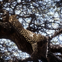 Picture of leopard resting in a tree in serengeti np, east africa