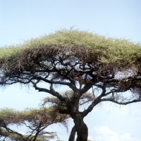 Picture of leopard standing in a tree in serengeti np, east africa