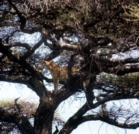 Picture of leopard standing in a tree in east africa
