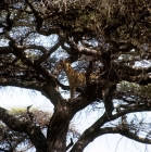 Picture of leopard standing in a tree yawning