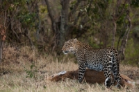 Picture of Leopard standing over new kill in Masai Mara